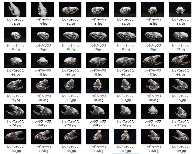 レッドフォックス頭骨写真素材集