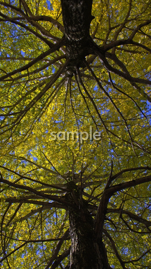銀杏の大樹のアート壁紙（高解像度版）