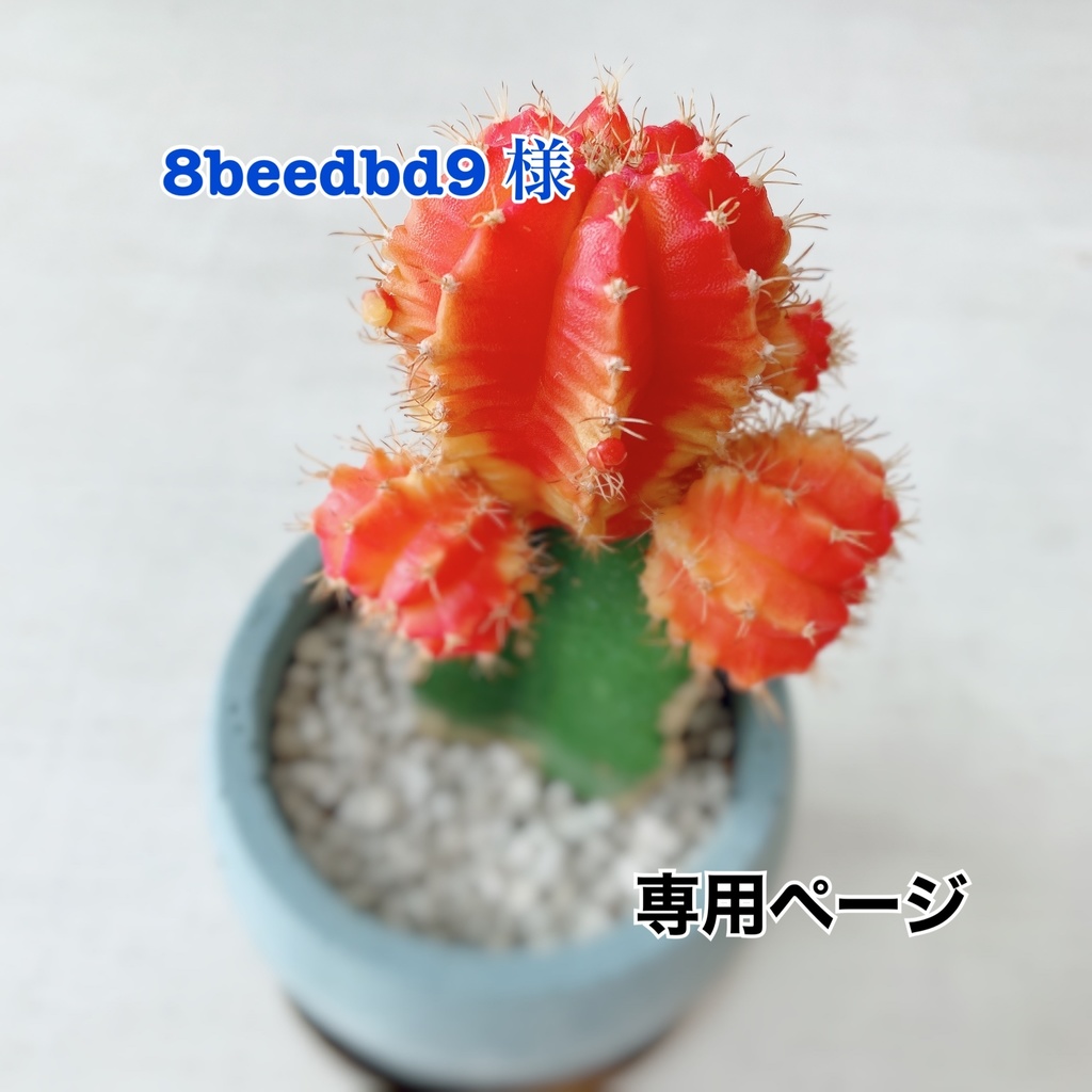 ❀ 8beedbd9 専用ページ