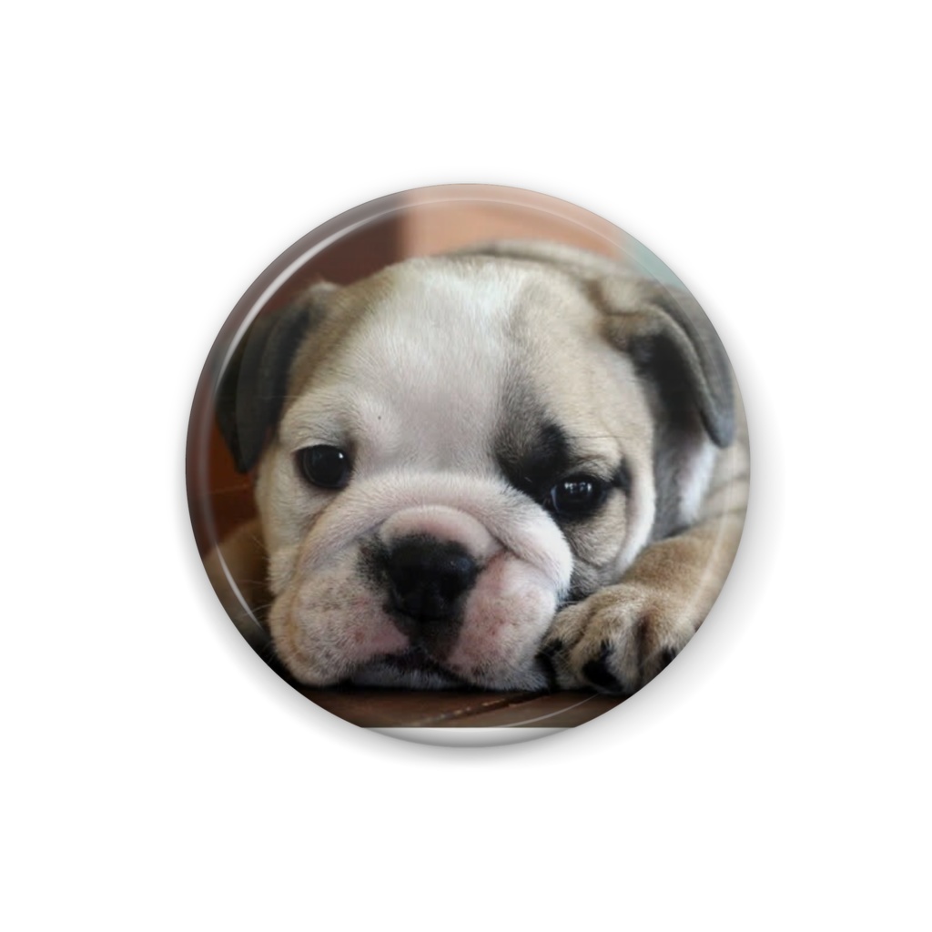 ブルドック缶バッチ