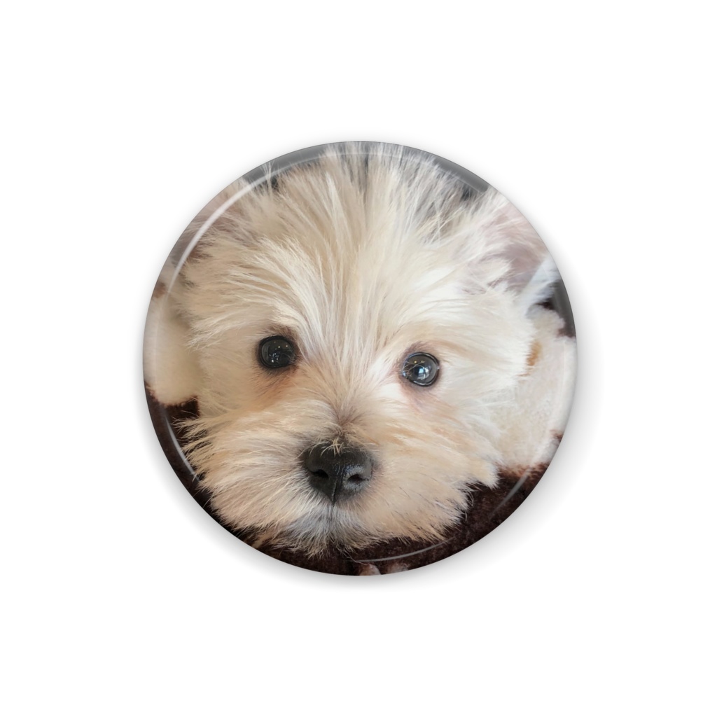 ウエストハイランド　缶バッチ