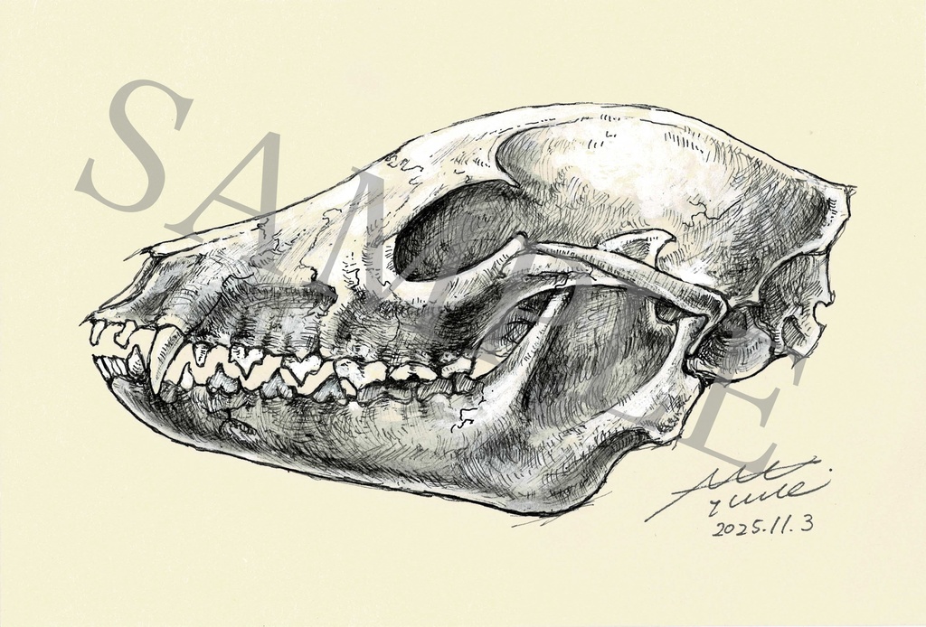ポストカードサイズ原画「Drawing019 Raccoon dog（タヌキ） 」