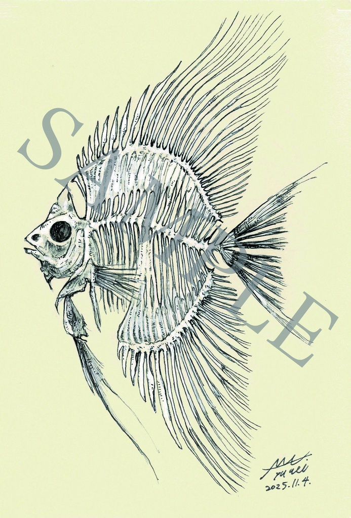 ポストカードサイズ原画「Drawing020 angel fish（エンゼルフィッシュ） 」