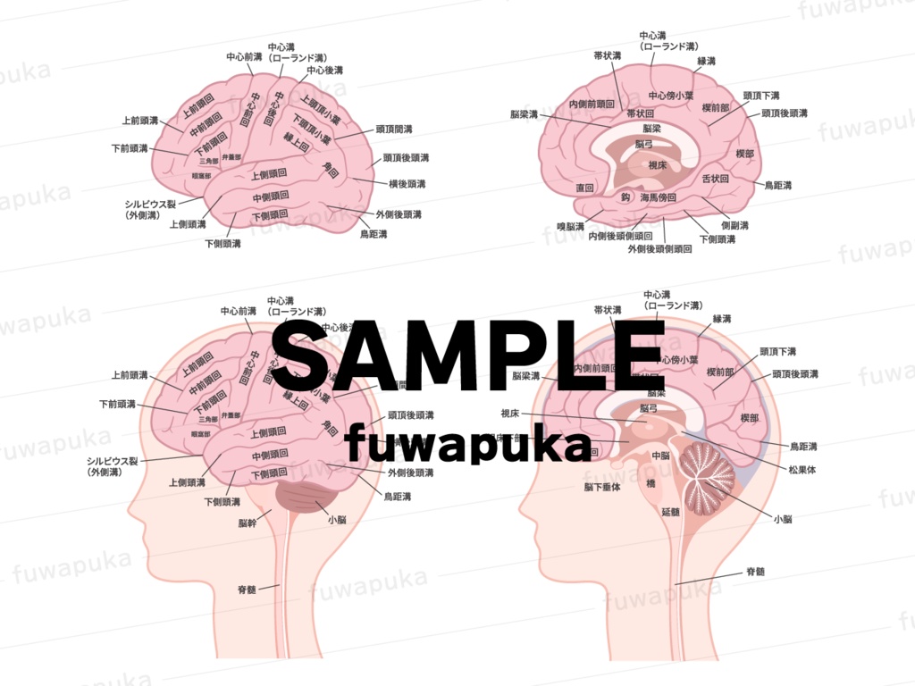 脳・口腔の矢状断_脳血管障害_嚥下のイラスト素材_ベクター