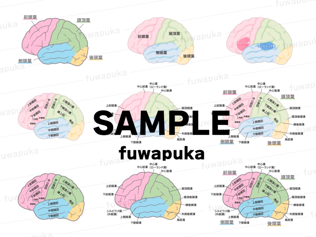脳・口腔の矢状断_脳血管障害_嚥下のイラスト素材_ベクター