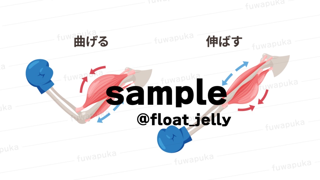 筋肉の構造のイラスト素材_ベクター