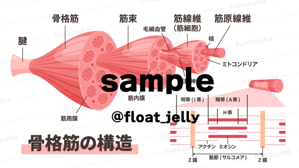 筋肉の構造のイラスト素材_ベクター