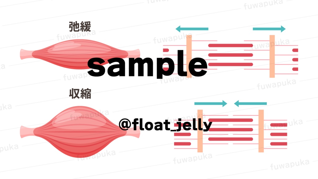 筋肉の構造のイラスト素材_ベクター
