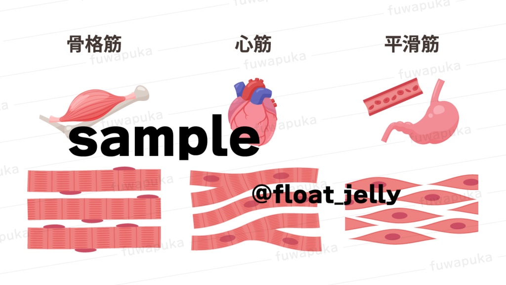 筋肉の構造のイラスト素材_ベクター