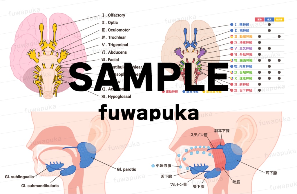 12脳神経のイラスト素材_ベクター