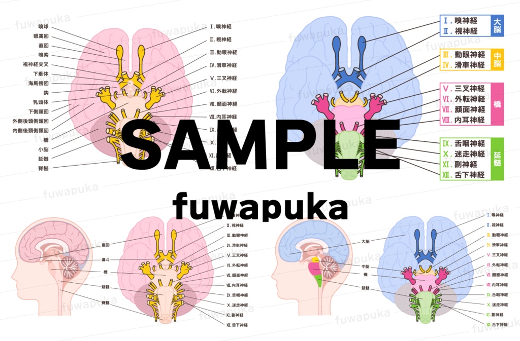 12脳神経のイラスト素材_ベクター