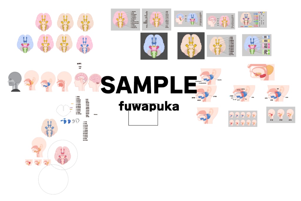 12脳神経のイラスト素材_ベクター