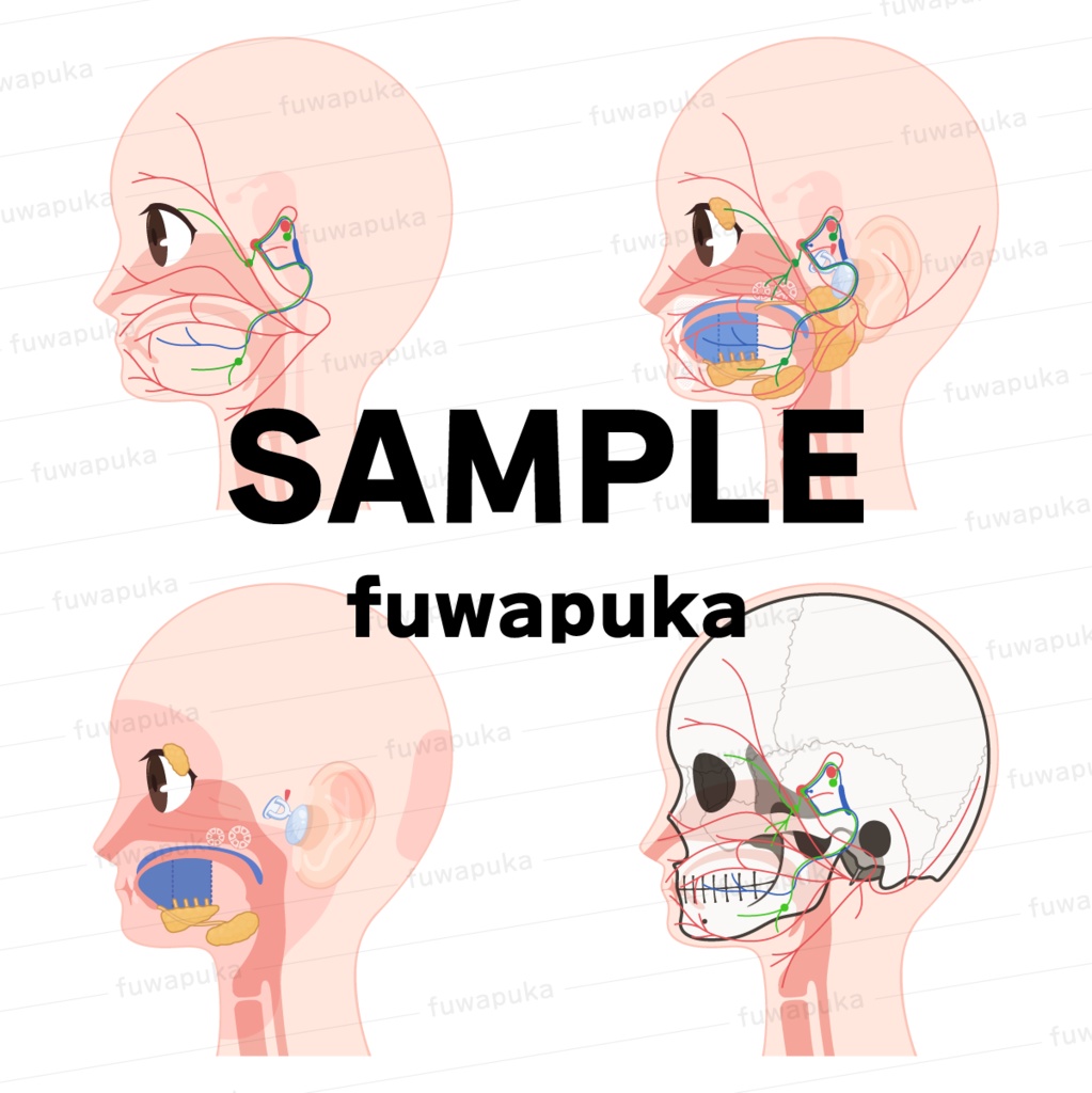 顔面神経のイラスト素材_ベクター