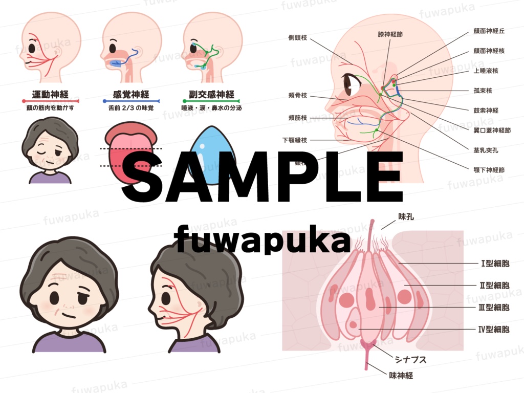 顔面神経のイラスト素材_ベクター