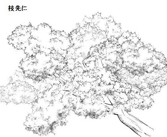 コミスタ・クリスタ用ブラシ素材_モコモコ葉(白)