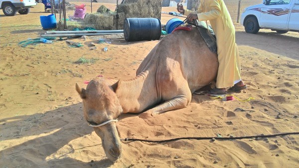 アラブの小物、砂漠、廃墟他、無料写真集