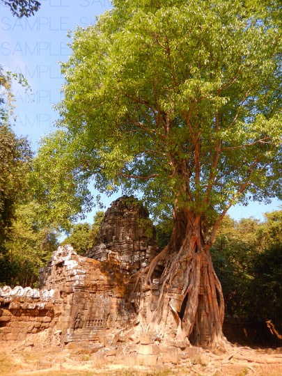 熱帯の古代遺跡:写真素材集