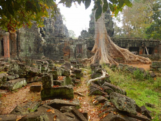 熱帯の古代遺跡:写真素材集