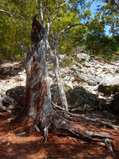 火山で朽ちた森:写真素材集