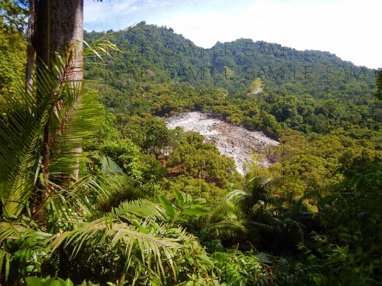 火山で朽ちた森:写真素材集