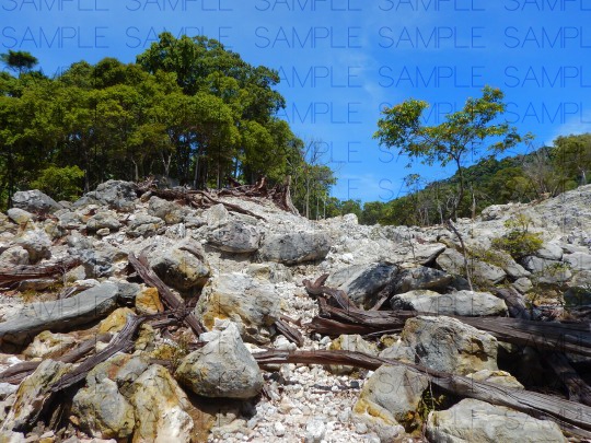 火山で朽ちた森:写真素材集