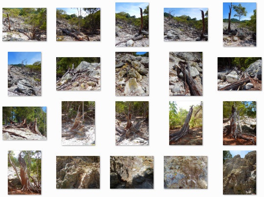 火山で朽ちた森:写真素材集