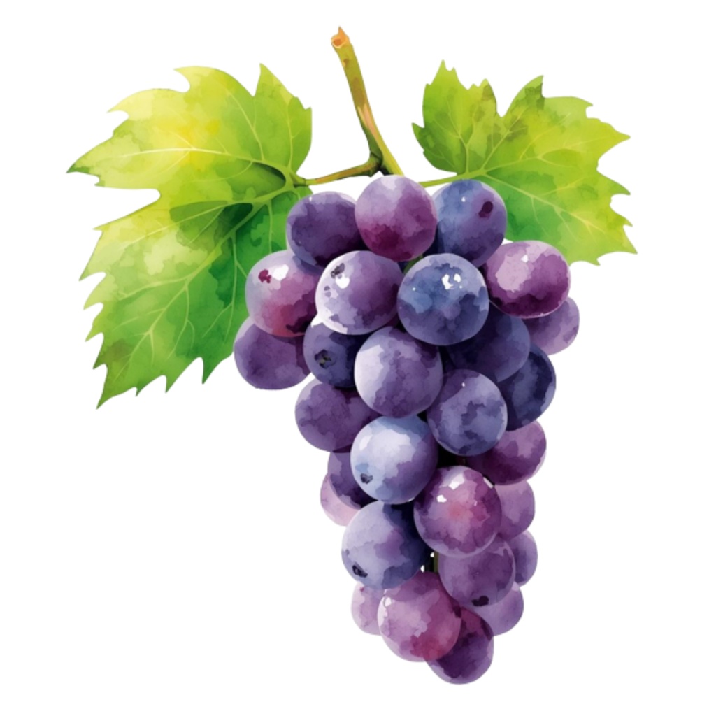 水彩ワイン&ぶどう クリップアートセット(全12点)|PNG Wine & Grapes Watercolor Clipart Set (12 PNGs)