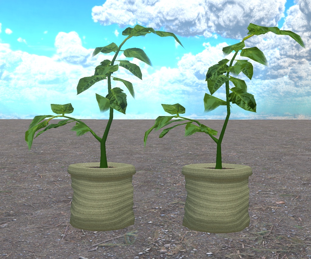 初めての畑づくり(49点)