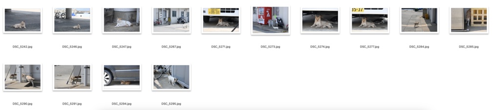 【背景資料画像】玄界島の猫と街並み