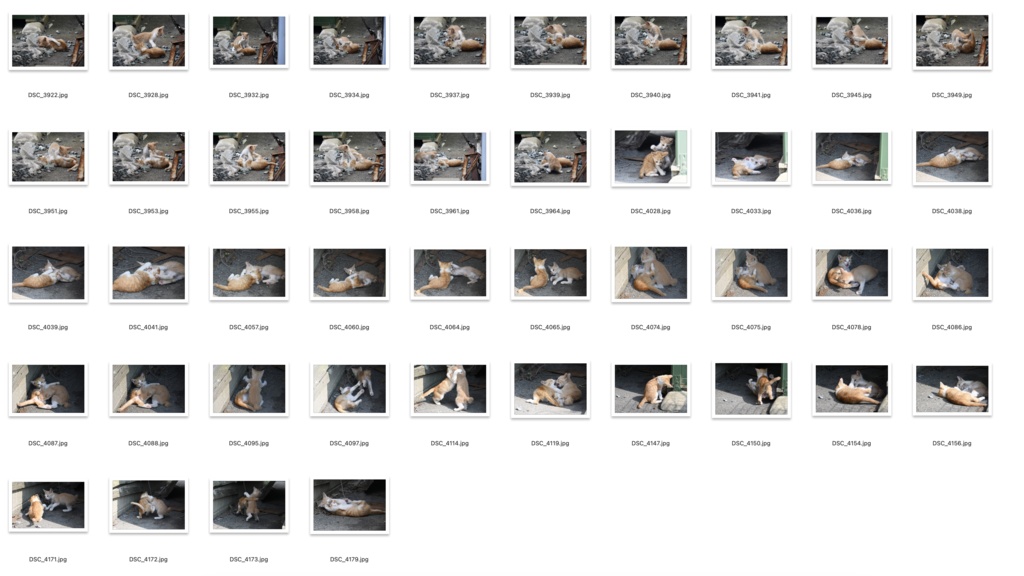 【背景資料画像】玄界島の猫と街並み