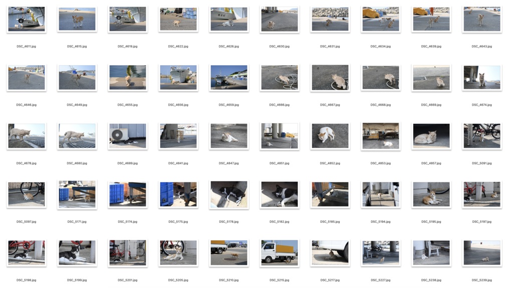 【背景資料画像】玄界島の猫と街並み