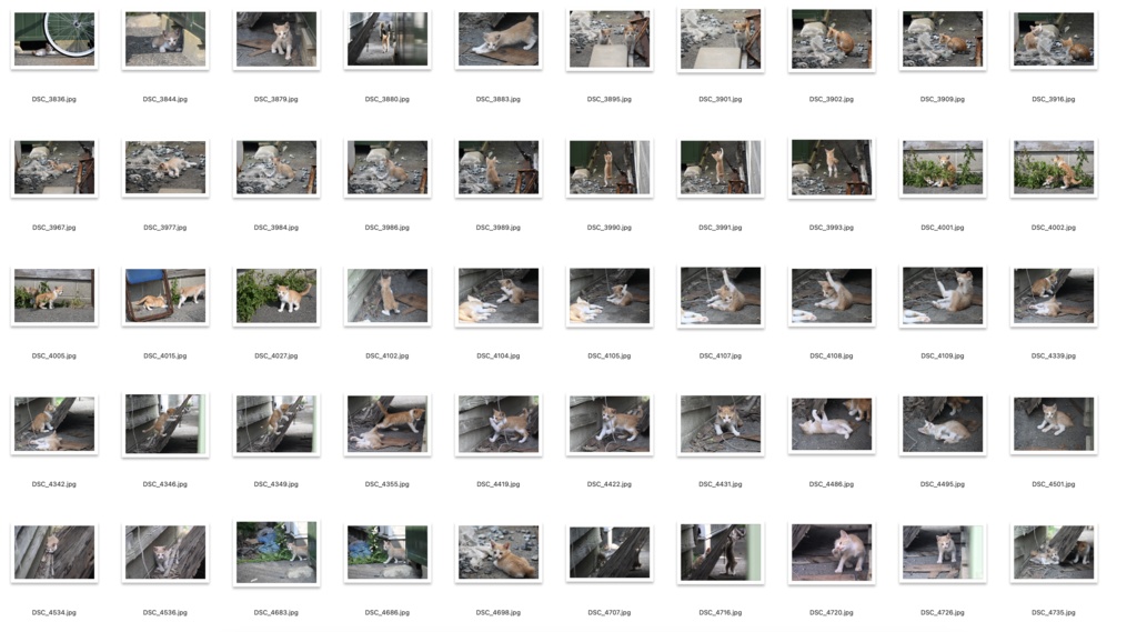 【背景資料画像】玄界島の猫と街並み