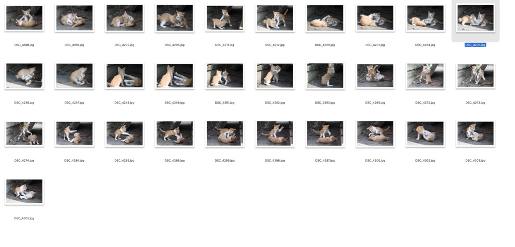 【背景資料画像】玄界島の猫と街並み