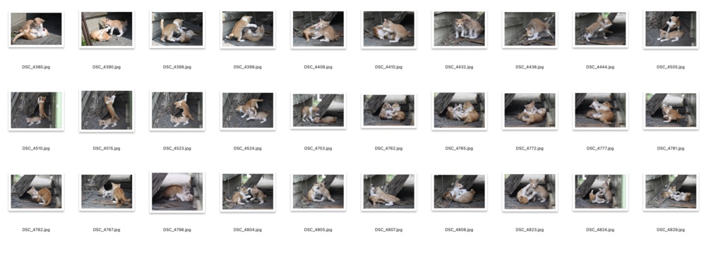 【背景資料画像】玄界島の猫と街並み