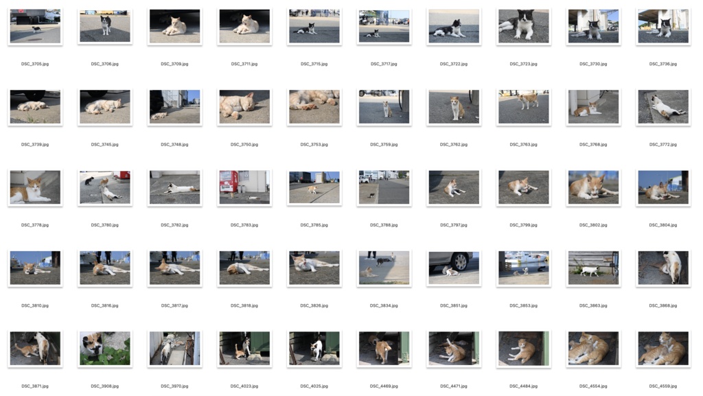 【背景資料画像】玄界島の猫と街並み