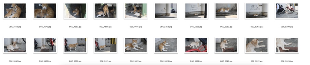 【背景資料画像】玄界島の猫と街並み