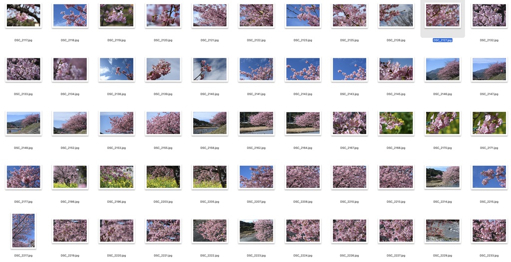 【背景資料画像】桜のある風景