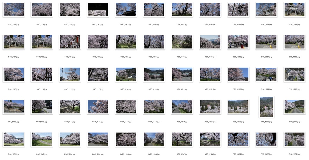 【背景資料画像】桜のある風景