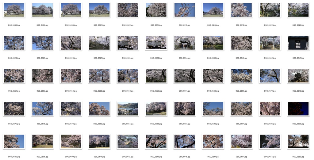 【背景資料画像】桜のある風景