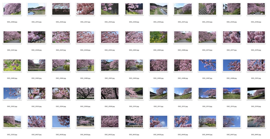 【背景資料画像】桜のある風景