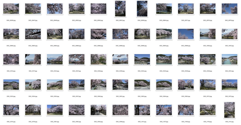 【背景資料画像】桜のある風景