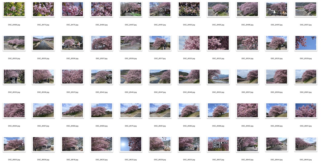 【背景資料画像】桜のある風景