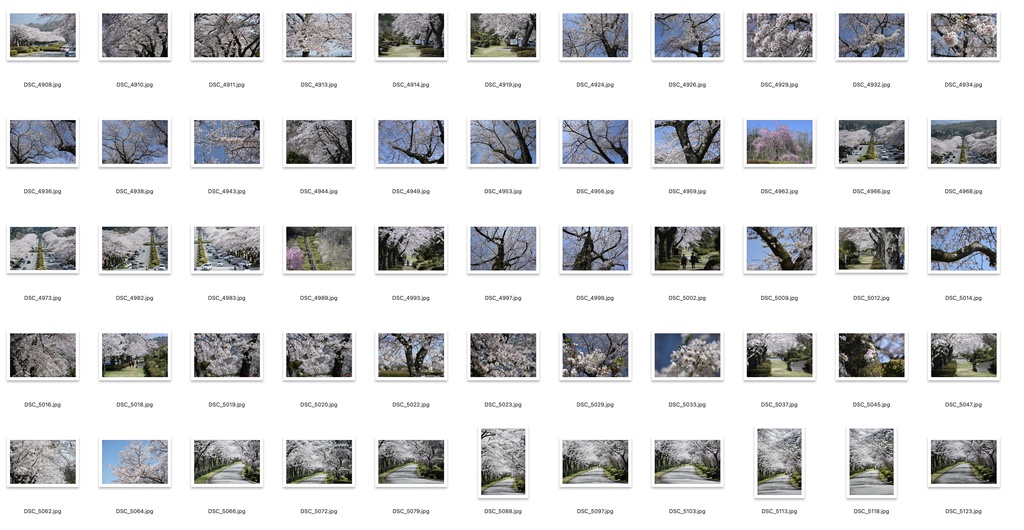 【背景資料画像】桜のある風景