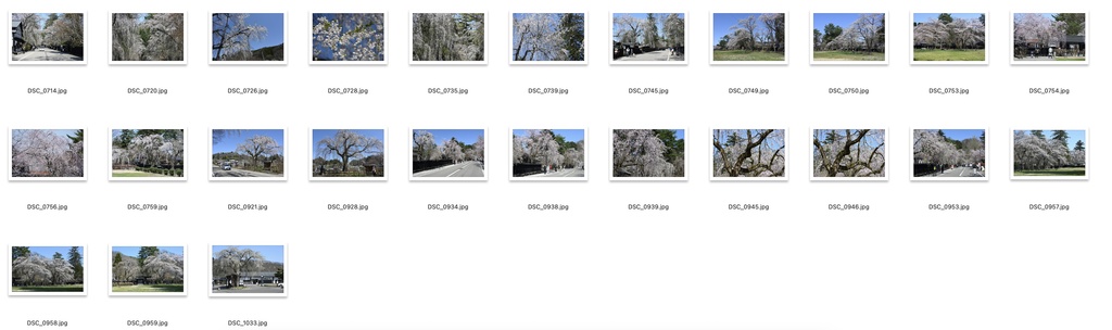 【背景資料画像】桜のある風景