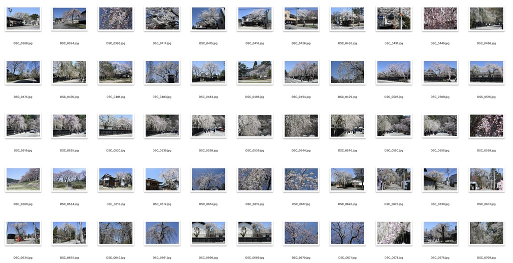 【背景資料画像】桜のある風景