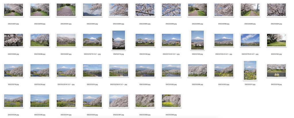 【背景資料画像】桜のある風景