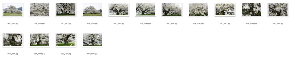 【背景資料画像】桜のある風景