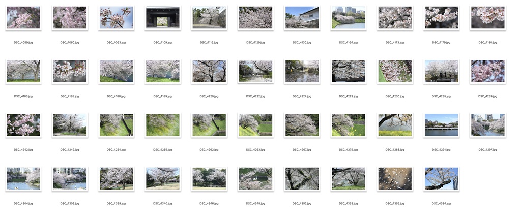 【背景資料画像】桜のある風景