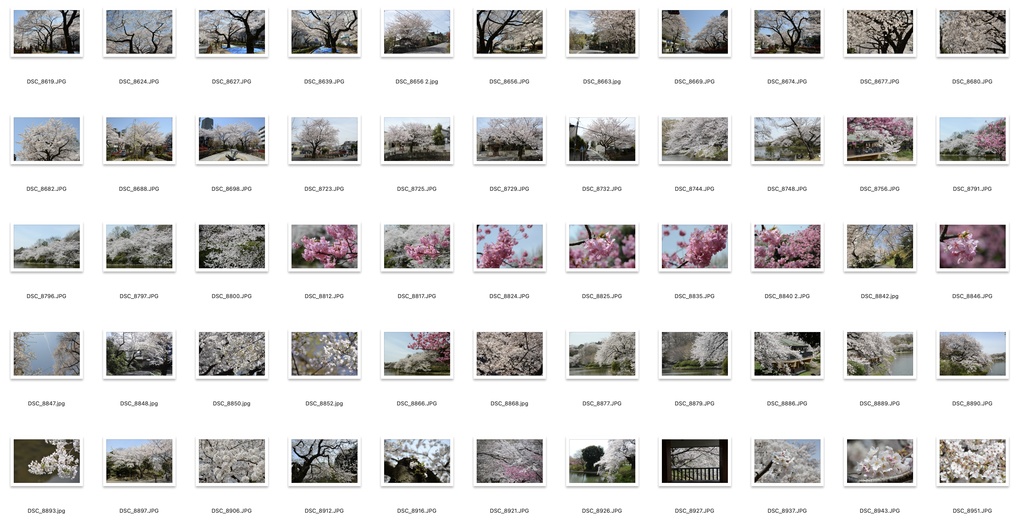 【背景資料画像】桜のある風景