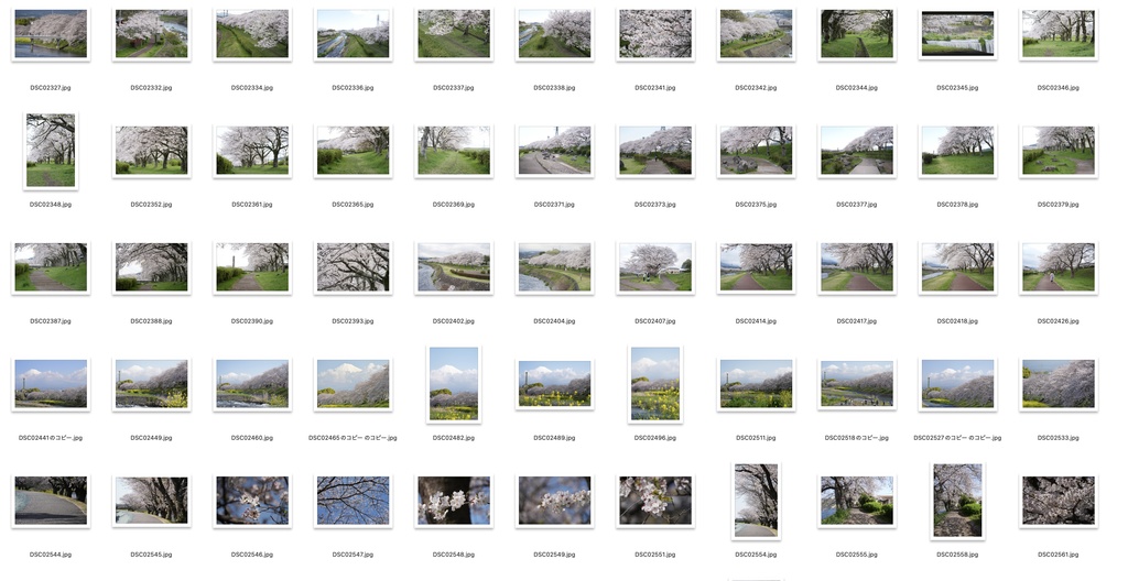 【背景資料画像】桜のある風景